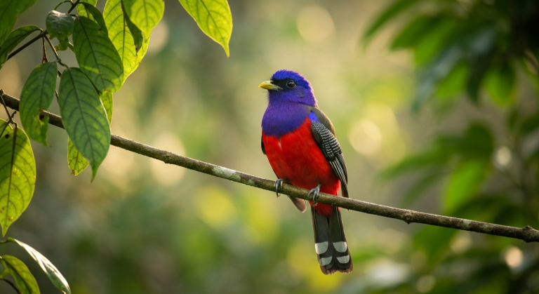 Trogon violacé : portrait complet du joyau des forêts tropicales