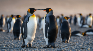 Le manchot royal, icône des côtes subantarctiques pour les passionnés d'oiseaux