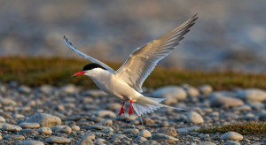 Sterne arctique, la migratrice polaire qui captive les ornithologues