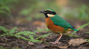 Le Pitta arc-en-ciel : un joyau discret des forêts à porter sur votre t‑shirt
