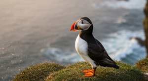 Macareux moine : portrait détaillé d'un oiseau de falaise et de mer