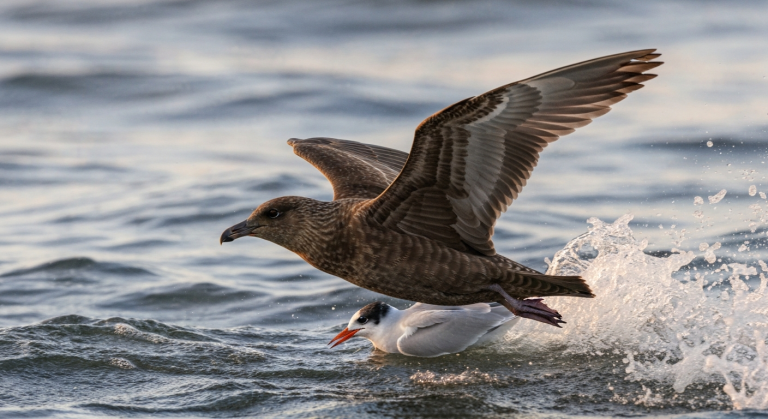 Labbe parasite : le voleur agile des mers qui captive les ornithologues