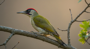 Pic vert : portrait détaillé d'un oiseau des bois à observer (et à porter)