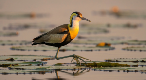 Jacana à poitrine dorée : le marcheur d'or des nénuphars expliqué pas à pas