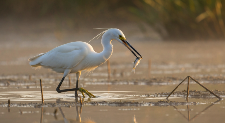 Aigrette garzette : portrait d'une élégante des roselières